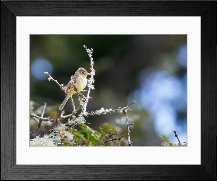 Framed Print : A western flycatcher Empidonax difficilis perched on a mossy branch looking for food Framed Print : A western flycatcher Empidonax difficilis perched on a mossy branch looking for food