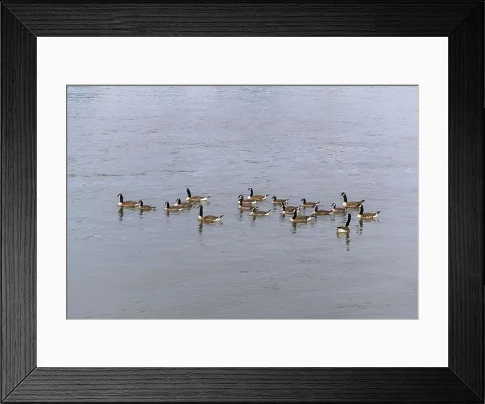 Framed Print : Canada geese (Branta canadensis), group, Baden-Wuerttemberg, Germany Framed Print : Canada geese (Branta canadensis), group, Baden-Wuerttemberg, Germany