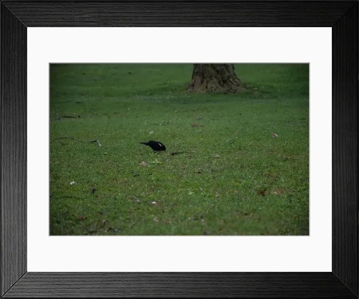 Framed Print : Red winged black bird at Rapids Park in LaSalle, Montreal, Quebec, Canada Framed Print : Red winged black bird at Rapids Park in LaSalle, Montreal, Quebec, Canada