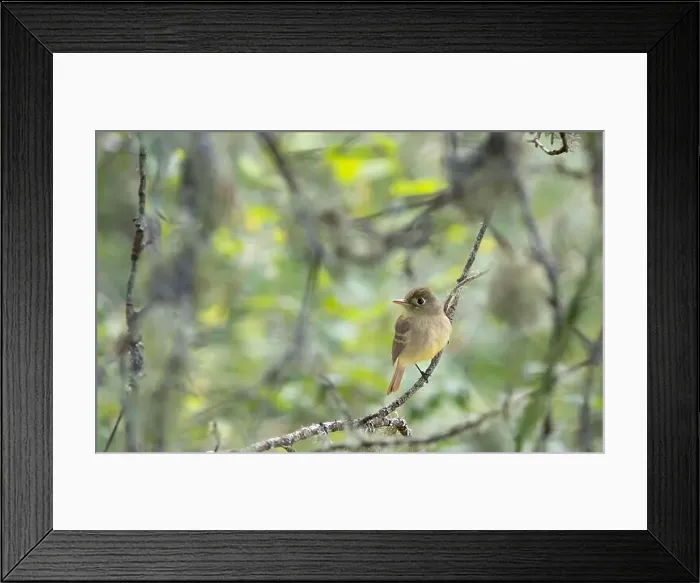 Framed Print : A western flycatcher Empidonax difficilis perched on a mossy branch looking for food Framed Print : A western flycatcher Empidonax difficilis perched on a mossy branch looking for food