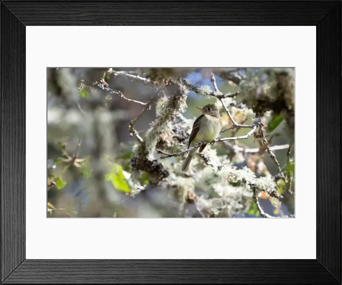 Framed Print : A western flycatcher Empidonax difficilis perched on a mossy branch looking for food Framed Print : A western flycatcher Empidonax difficilis perched on a mossy branch looking for food