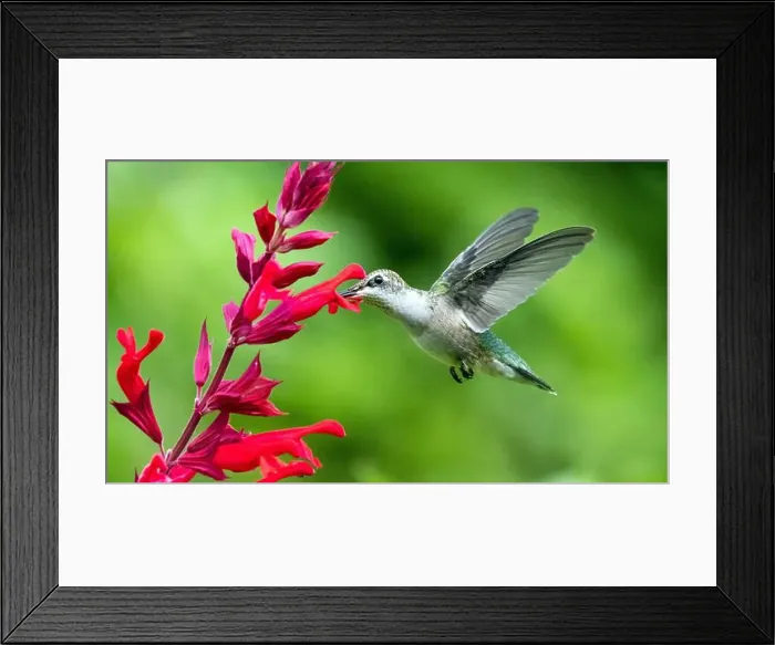 Framed Print : Closeup of Ruby-throated Hummingbird feeding on nectar from red sage flowers in Quebec Framed Print : Closeup of Ruby-throated Hummingbird feeding on nectar from red sage flowers in Quebec