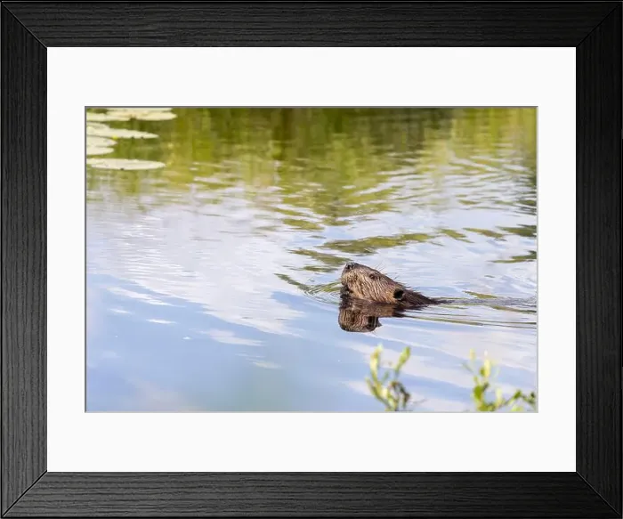 Framed Print : Beaver swimming in a creek in Algonquin Park in July Framed Print : Beaver swimming in a creek in Algonquin Park in July