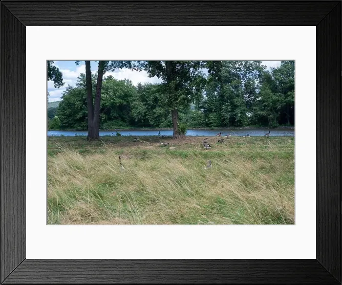 Framed Print : Some Canada geese ( Branta canadensis ) and their chicks almost hidden in the tall grass in a meadow on the river bank Framed Print : Some Canada geese ( Branta canadensis ) and their chicks almost hidden in the tall grass in a meadow on the river bank