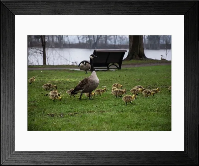Framed Print : Canada geese with goslings at Rapids Park in LaSalle, Montreal, Quebec, Canada Framed Print : Canada geese with goslings at Rapids Park in LaSalle, Montreal, Quebec, Canada