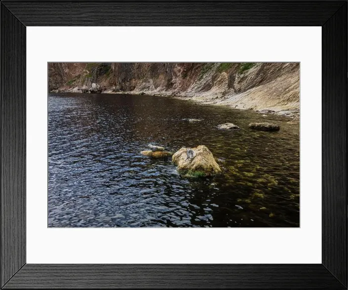 Framed Print : Seals on a Rock, Canada Framed Print : Seals on a Rock, Canada