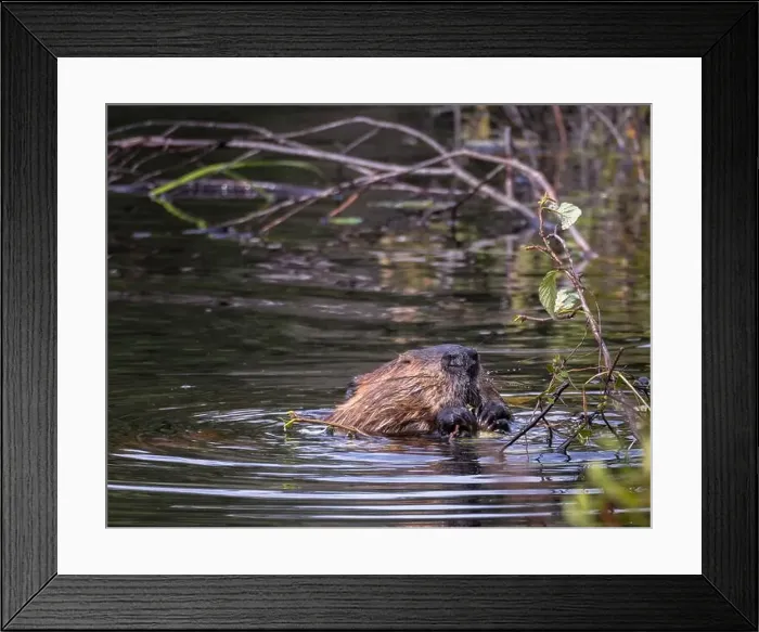 Framed Print : Beaver eating leaves from a branch in Algonquin Park in July Framed Print : Beaver eating leaves from a branch in Algonquin Park in July