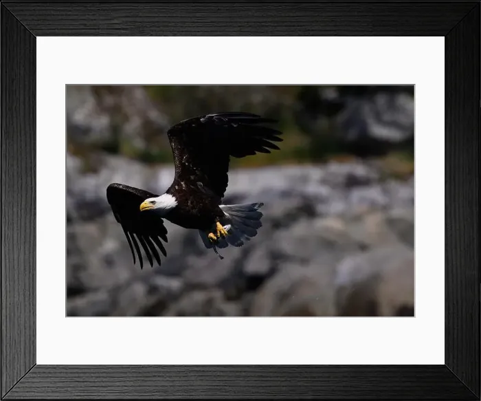 Framed Print : Bald Eagle (Haliaeetus leucocephalus) catching a Hake fish in Campbell River, Vancouver Island British Columbia Framed Print : Bald Eagle (Haliaeetus leucocephalus) catching a Hake fish in Campbell River, Vancouver Island British Columbia
