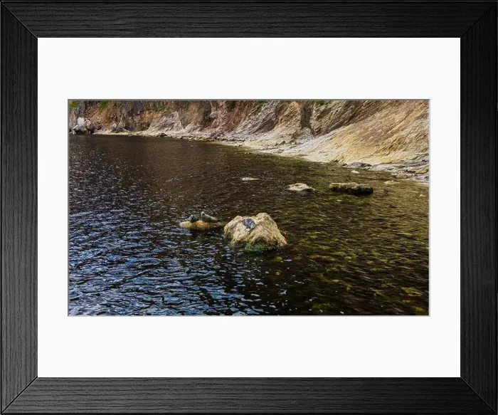 Framed Print : Seals on a Rock, Canada Framed Print : Seals on a Rock, Canada
