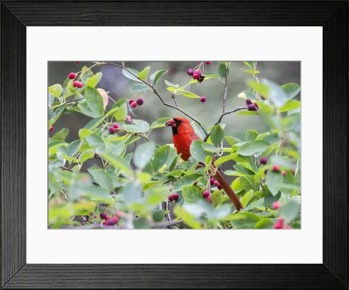 Framed Print : northern cardinal (Cardinalis cardinalis) eating juneberry Framed Print : northern cardinal (Cardinalis cardinalis) eating juneberry