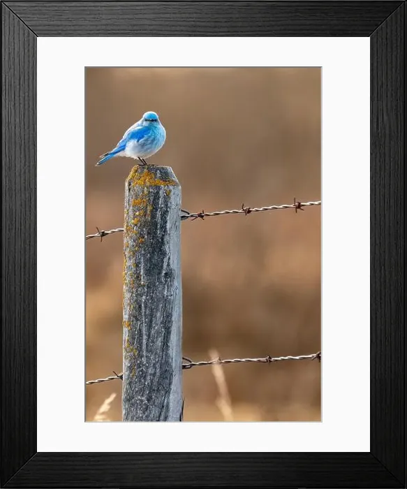 Framed Print : Mountain bluebird standing on a barbed wire fence post covered in moss during songbird migration in Rocky View County Framed Print : Mountain bluebird standing on a barbed wire fence post covered in moss during songbird migration in Rocky View County