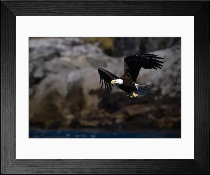 Framed Print : Bald Eagle (Haliaeetus leucocephalus) catching a Hake fish in Campbell River, Vancouver Island British Columbia Framed Print : Bald Eagle (Haliaeetus leucocephalus) catching a Hake fish in Campbell River, Vancouver Island British Columbia