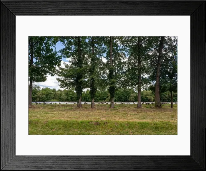Framed Print : Many Canada geese ( Branta canadensis ) on a green meadow near the river bank Framed Print : Many Canada geese ( Branta canadensis ) on a green meadow near the river bank