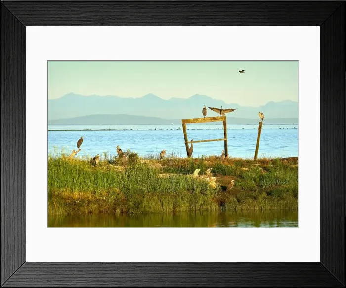 Framed Print : Herons Perch Richmond BC. Great blue herons perched at Garry Point Park in Richmond, British Columbia, Canada Framed Print : Herons Perch Richmond BC. Great blue herons perched at Garry Point Park in Richmond, British Columbia, Canada