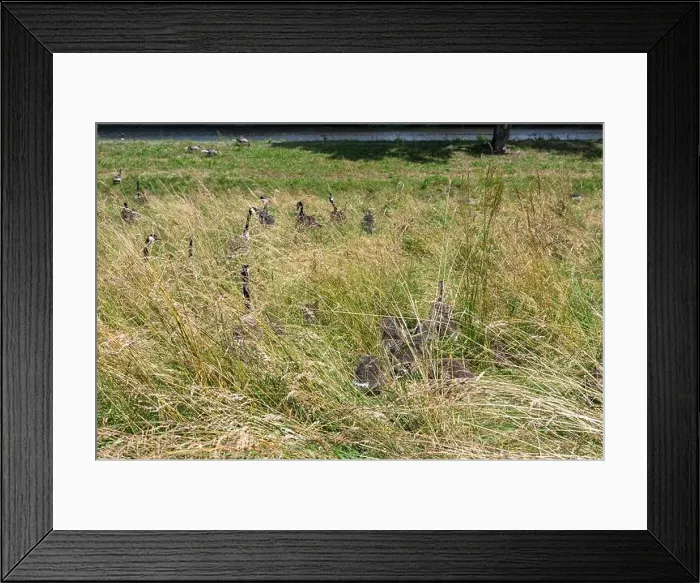 Framed Print : Some Canada geese ( Branta canadensis ) and their chicks almost hidden in the tall grass in a meadow on the river bank Framed Print : Some Canada geese ( Branta canadensis ) and their chicks almost hidden in the tall grass in a meadow on the river bank