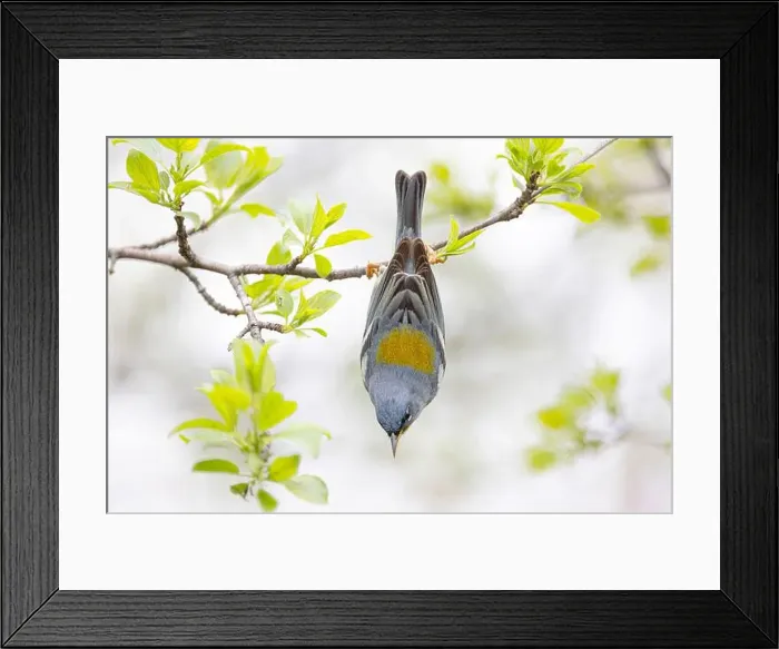 Framed Print : Northern Parula warbler perched upside down searching for insects on a branch in spring in Ottawa, Canada Framed Print : Northern Parula warbler perched upside down searching for insects on a branch in spring in Ottawa, Canada