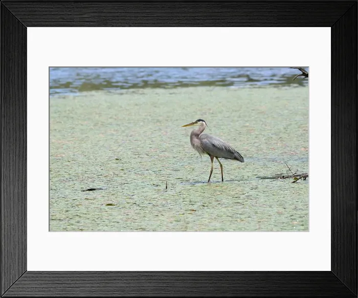 Framed Print : A great blue heron Ardea herodias searches for food in a marsh Framed Print : A great blue heron Ardea herodias searches for food in a marsh