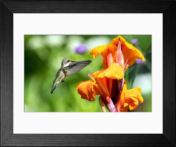 Framed Print : Closeup of a Ruby-throated Hummingbird in flight Framed Print : Closeup of a Ruby-throated Hummingbird in flight
