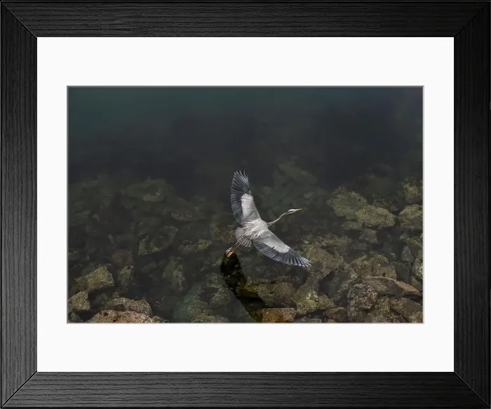 Framed Print : Bird's eye view of a pacific blue heron flying over dark waters Framed Print : Bird's eye view of a pacific blue heron flying over dark waters