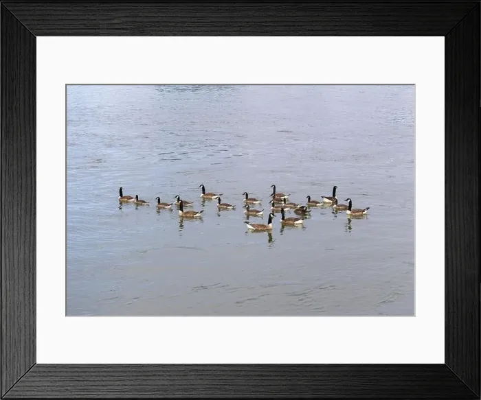 Framed Print : Canada geese (Branta canadensis), group, Baden-Wuerttemberg, Germany Framed Print : Canada geese (Branta canadensis), group, Baden-Wuerttemberg, Germany