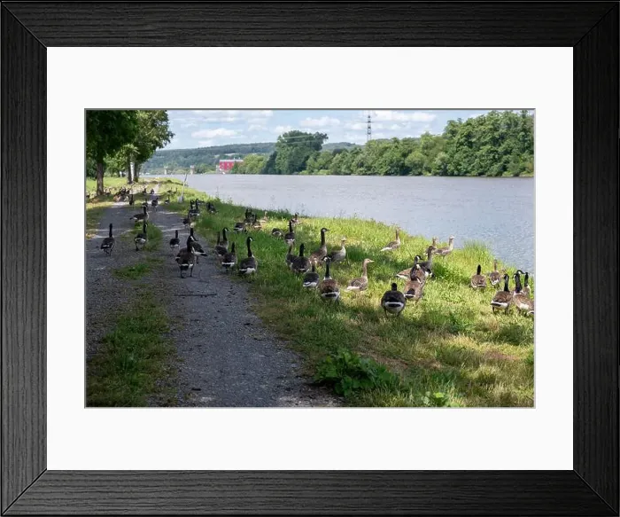 Framed Print : A lot of Canada geese ( Branta canadensis ) walking on a dirt road near the river bank Framed Print : A lot of Canada geese ( Branta canadensis ) walking on a dirt road near the river bank
