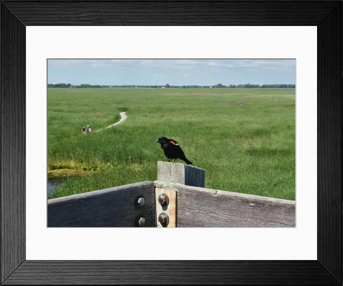 Framed Print : Red-winged blackbird on a post with a marsh in the background at Point Pelee National Park in Ontario, Canada Framed Print : Red-winged blackbird on a post with a marsh in the background at Point Pelee National Park in Ontario, Canada
