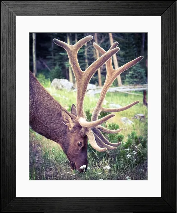 Framed Print : A bull elk at Rocky mountain National Park Framed Print : A bull elk at Rocky mountain National Park