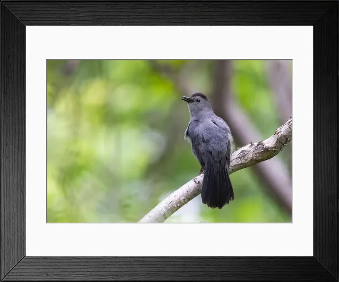 Framed Print : gray catbird singing in spring Framed Print : gray catbird singing in spring