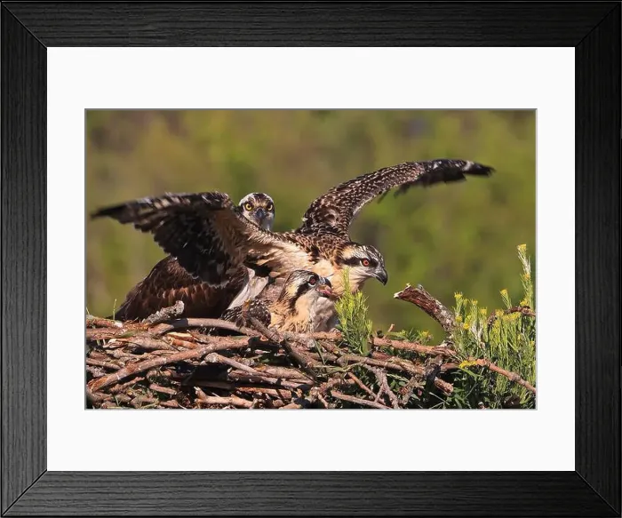 Framed Print : Osprey family into the nest, Quebec, Canada Framed Print : Osprey family into the nest, Quebec, Canada
