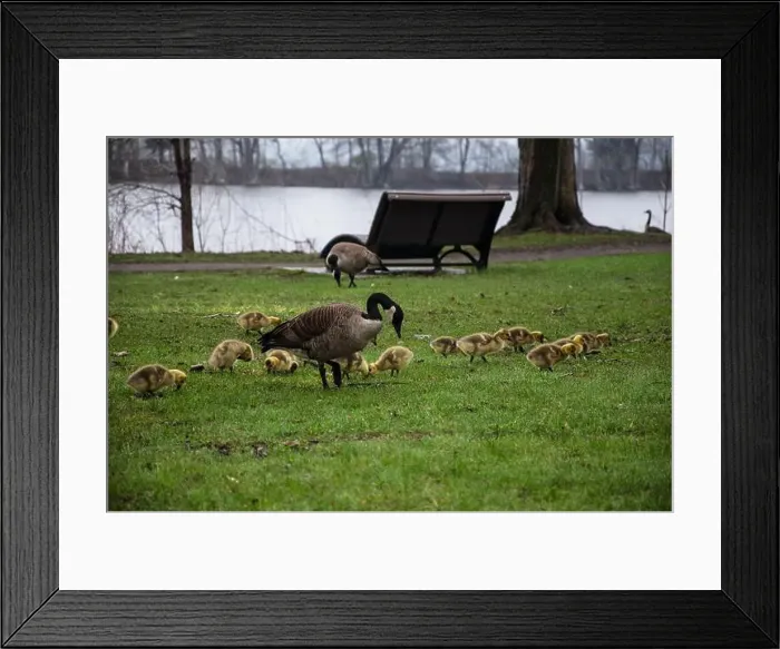 Framed Print : Canada geese with goslings at Rapids Park in LaSalle, Montreal, Quebec, Canada Framed Print : Canada geese with goslings at Rapids Park in LaSalle, Montreal, Quebec, Canada