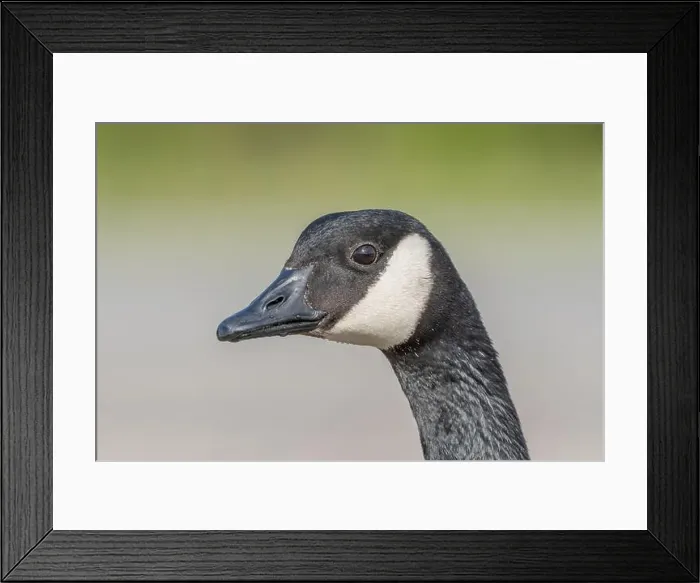 Framed Print : Portrait of a Canada goose (Branta canadensis). Bas Rhin, Alsace, France, Europe Framed Print : Portrait of a Canada goose (Branta canadensis). Bas Rhin, Alsace, France, Europe