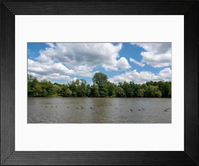 Framed Print : Many Canada geese ( Branta canadensis ) swimming in the water near the river bank with blue sky and clouds Framed Print : Many Canada geese ( Branta canadensis ) swimming in the water near the river bank with blue sky and clouds