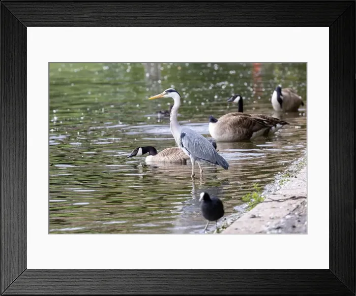Framed Print : Grey Heron bird and Canada geese on edge of lake in Hyde park, London Framed Print : Grey Heron bird and Canada geese on edge of lake in Hyde park, London