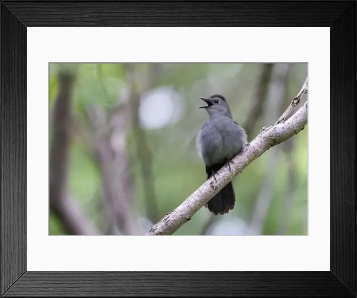 Framed Print : gray catbird singing in spring Framed Print : gray catbird singing in spring