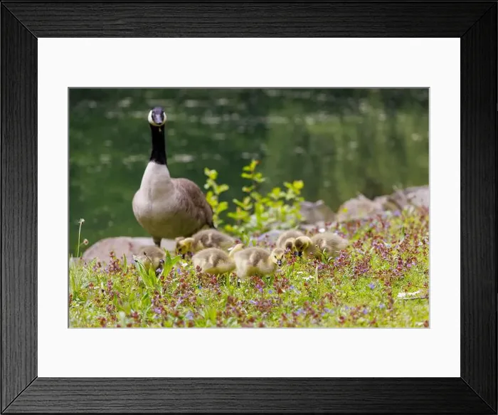 Framed Print : Canada goose (Branta canadensis), Germany Framed Print : Canada goose (Branta canadensis), Germany