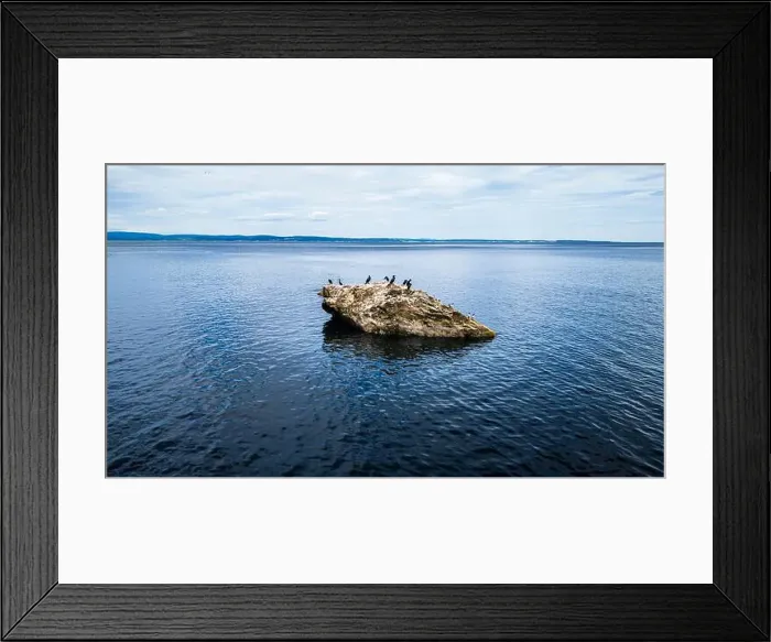 Framed Print : Seals on a Rock, Canada Framed Print : Seals on a Rock, Canada