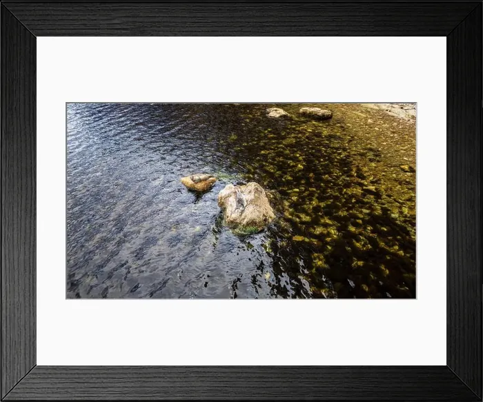 Framed Print : Seals on a Rock, Canada Framed Print : Seals on a Rock, Canada