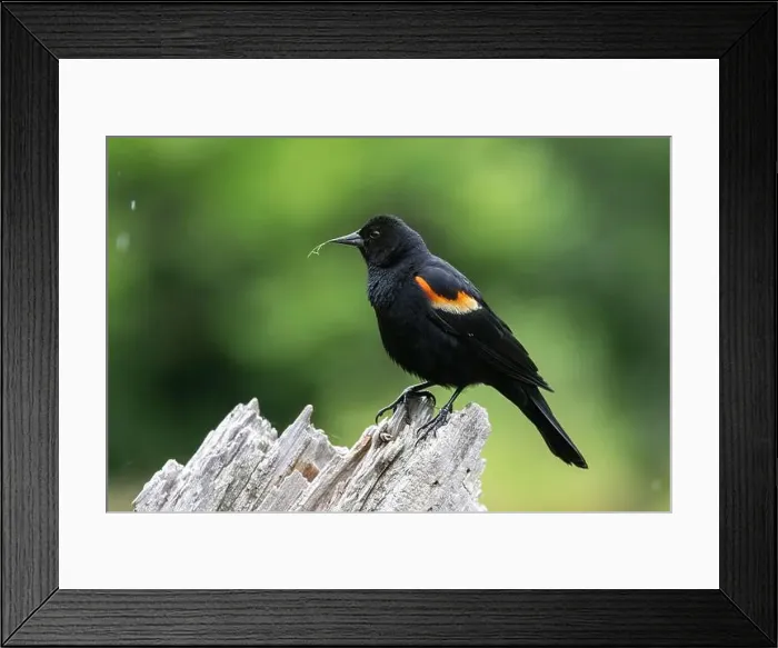 Framed Print : Male red-winged blackbird (Agelaius phoeniceus) Framed Print : Male red-winged blackbird (Agelaius phoeniceus)
