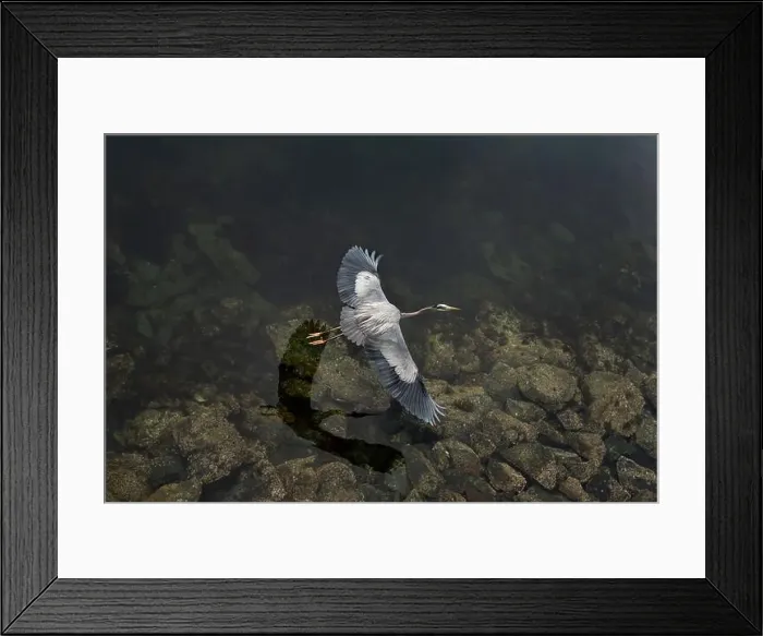 Framed Print : Bird's eye view of a great blue heron flying above moody waters Framed Print : Bird's eye view of a great blue heron flying above moody waters