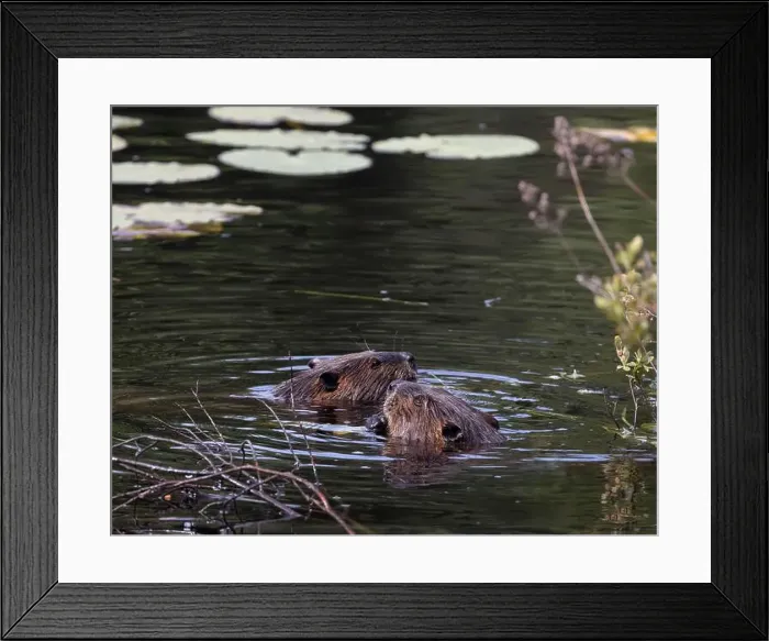 Framed Print : Two beavers having a snack together in a creek in Algonquin Park Framed Print : Two beavers having a snack together in a creek in Algonquin Park