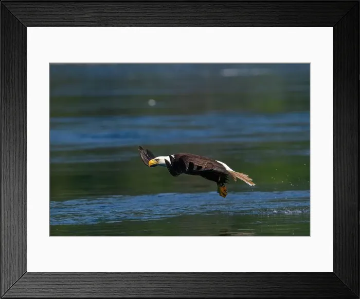 Framed Print : Bald Eagle (Haliaeetus leucocephalus) catching a Hake fish in Campbell River, Vancouver Island British Columbia Framed Print : Bald Eagle (Haliaeetus leucocephalus) catching a Hake fish in Campbell River, Vancouver Island British Columbia