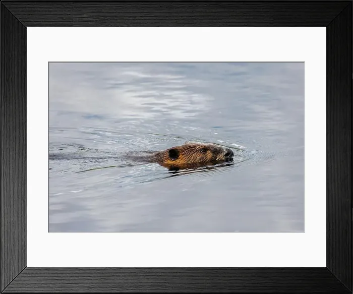 Framed Print : Beaver swimming in a creek in Algonquin Park in July Framed Print : Beaver swimming in a creek in Algonquin Park in July