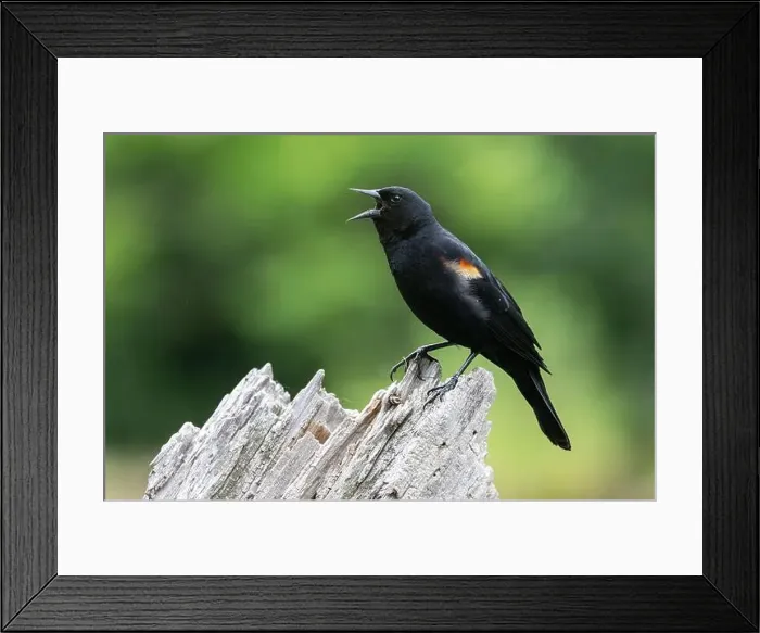 Framed Print : Male red-winged blackbird (Agelaius phoeniceus) Framed Print : Male red-winged blackbird (Agelaius phoeniceus)
