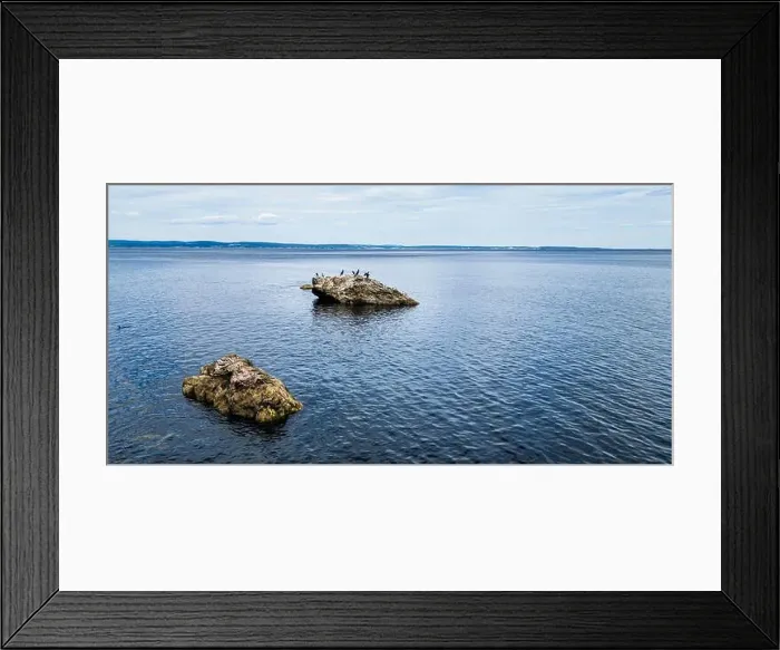 Framed Print : Seals on a Rock, Canada Framed Print : Seals on a Rock, Canada