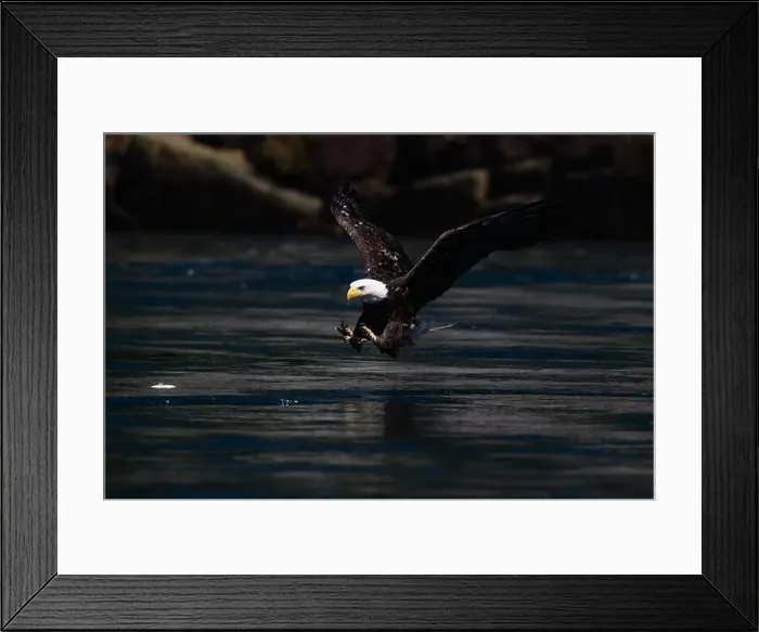 Framed Print : Bald Eagle (Haliaeetus leucocephalus) fishing for hake in Cambell river Vancouver Island British Columbia Framed Print : Bald Eagle (Haliaeetus leucocephalus) fishing for hake in Cambell river Vancouver Island British Columbia
