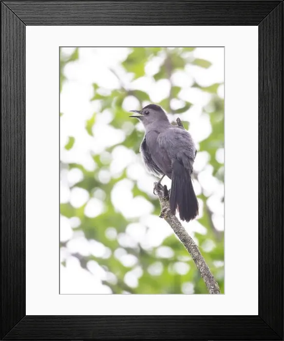 Framed Print : gray catbird singing in spring Framed Print : gray catbird singing in spring