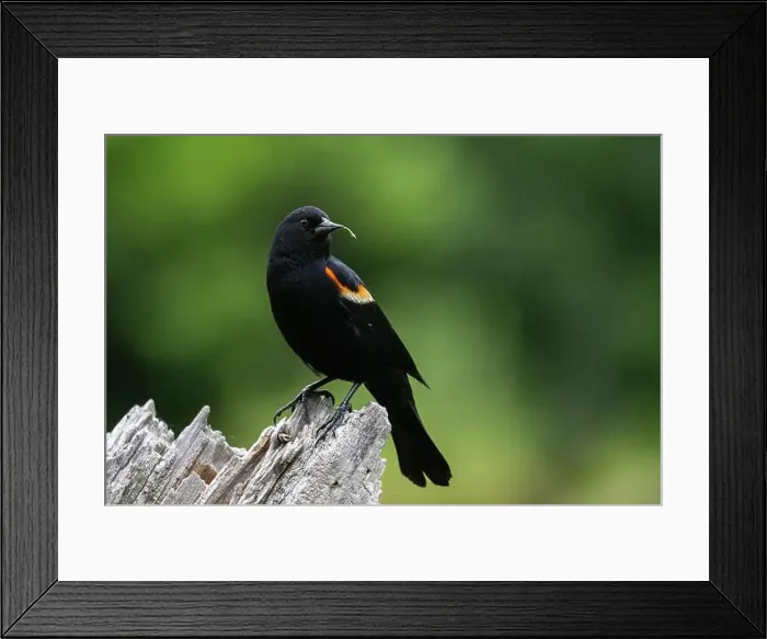 Framed Print : Male red-winged blackbird (Agelaius phoeniceus) Framed Print : Male red-winged blackbird (Agelaius phoeniceus)