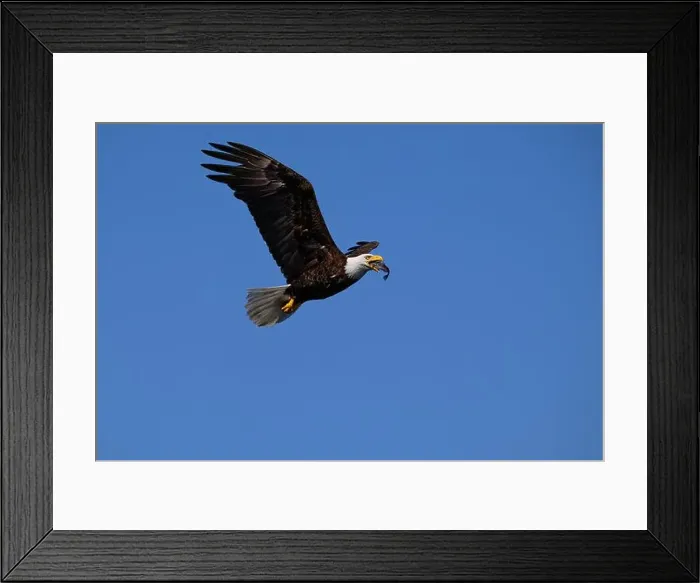 Framed Print : Bald Eagle (Haliaeetus leucocephalus) eating a Hake fish in flight in Cambell river Vancouver Island British Columbia Framed Print : Bald Eagle (Haliaeetus leucocephalus) eating a Hake fish in flight in Cambell river Vancouver Island British Columbia