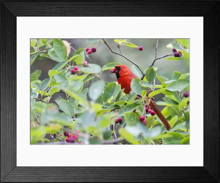 Framed Print : northern cardinal (Cardinalis cardinalis) eating juneberry Framed Print : northern cardinal (Cardinalis cardinalis) eating juneberry
