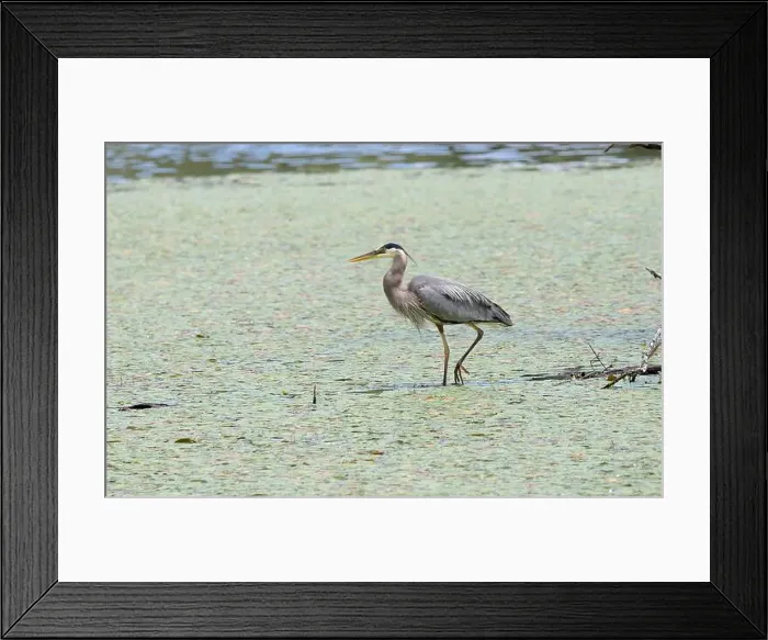 Framed Print : A great blue heron Ardea herodias searches for food in a marsh Framed Print : A great blue heron Ardea herodias searches for food in a marsh
